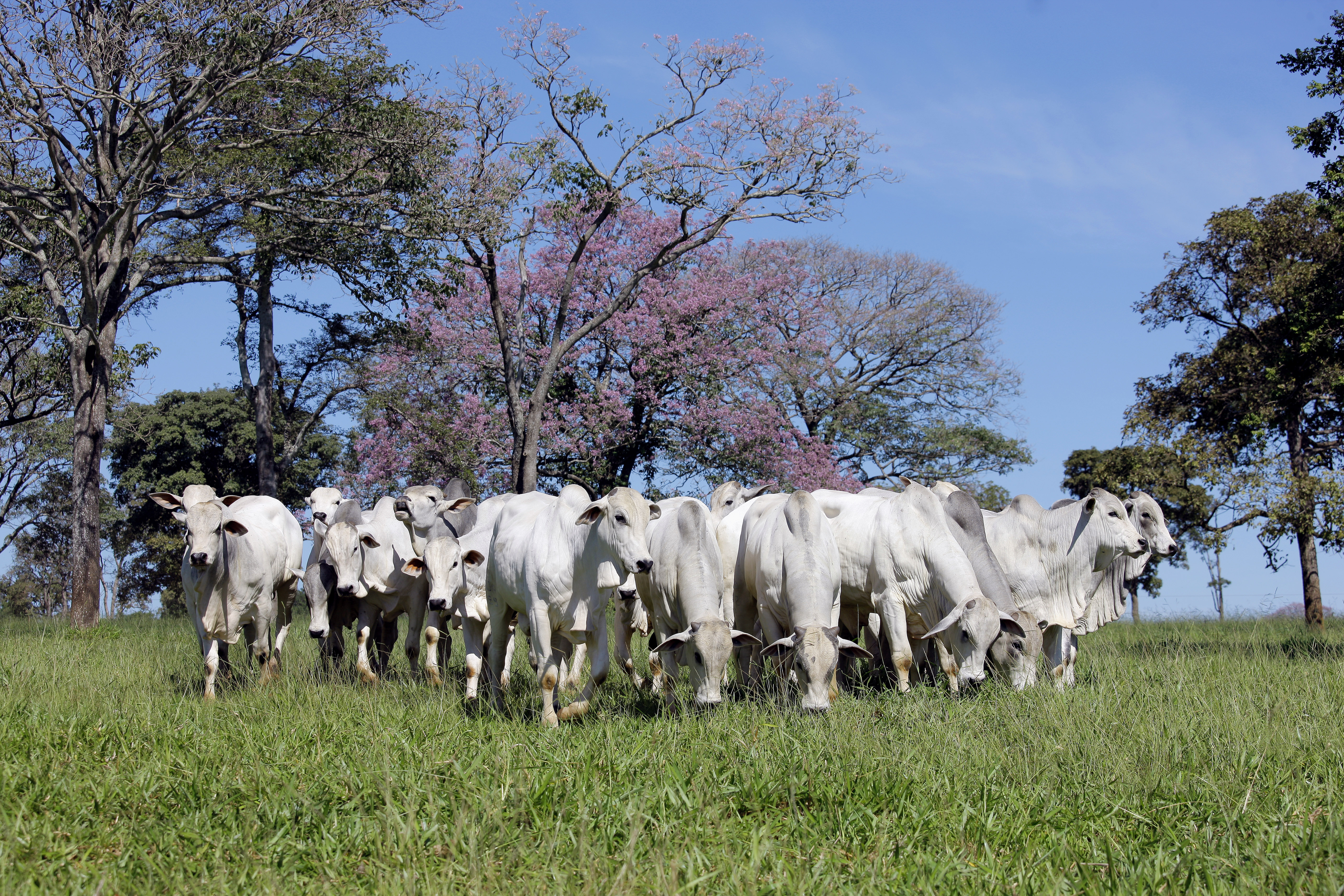 Começa em novembro nova etapa de vacinação contra aftosa